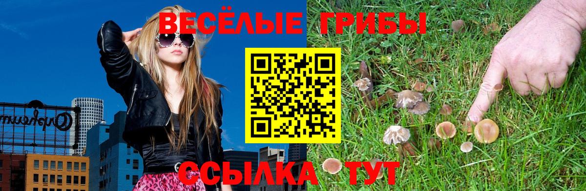 Псилоцибиновые грибы Psilocybine cubensis Киров